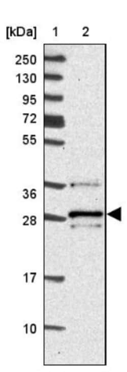 VTI1B Antibody, Novus Biologicals 25 &mu;L, Unlabeled:Antibodies, Polyclonal