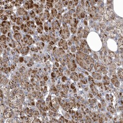 VWA5B2 Antibody, Novus Biologicals:Antibodies:Primary Antibodies