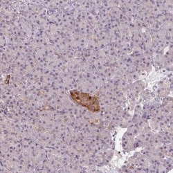 VWA5B2 Antibody, Novus Biologicals 25 &mu;L, Unlabeled:Antibodies, Polyclonal