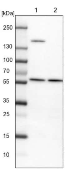 VWA9 Antibody, Novus Biologicals:Antibodies:Primary Antibodies