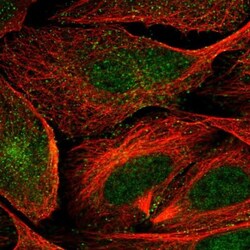 VWCE Antibody, Novus Biologicals:Antibodies:Primary Antibodies