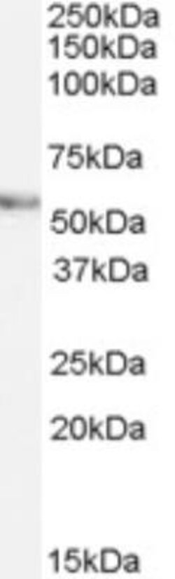 Vang-like Protein 2/VANGL2 Antibody, Novus Biologicals 0.1mg; Unlabeled:Antibodies,