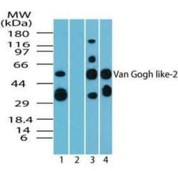 Vang-like Protein 2/VANGL2 Antibody, Novus Biologicals 0.025mg; Unlabeled:Antibodies,