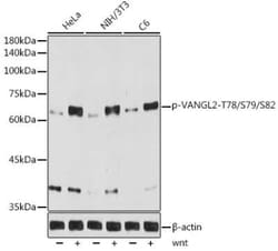 Vang-like Protein 2/VANGL2 Rabbit anti-Human, Mouse, Rat, Clone: 4H7Z4, Novus Biologicals 100 &mu;g | Buy Online | Novus Biologicals | Fisher Scientific