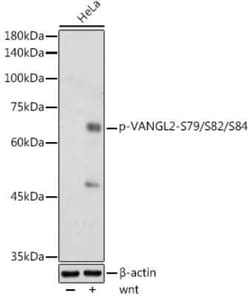 Vang-like Protein 2/VANGL2 Rabbit anti-Human, Mouse, Rat, Clone: 5N5B3,