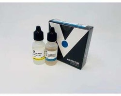 Novus Biologicals&trade;&nbsp;VectaFluor(TM) Duet DL594 DL488 Labeling Kit