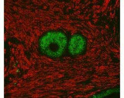 Novus Biologicals&trade;&nbsp;VectaFluor(TM) Duet DL594 DL488 Labeling Kit