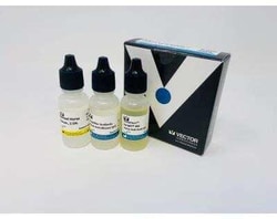 Novus Biologicals VectaFluor(TM) Excel Amp. anti-Mouse IgG DL488 Ab Kit 1 Kit | Buy Online | Novus Biologicals&trade; | Fisher Scientific