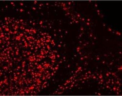 Novus Biologicals&trade;&nbsp;VectaFluor(TM) Excel Amp. anti-Rabbit IgG DL594 Ab Kit