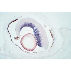 R&D Systems&trade;&nbsp;M.O.M.&trade; (Mouse-On-Mouse) Elite&trade; IgG HRP Immunodetection Kit