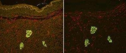R&D Systems&trade;&nbsp;Vector&trade; TrueVIEW&trade; Autofluorescence Quenching Kit