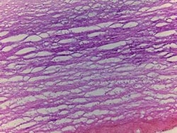 Novus Biologicals Vein Tissue Slides (Adult Normal)- Frozen 5 Slides | Buy Online | Novus Biologicals&trade; | Fisher Scientific