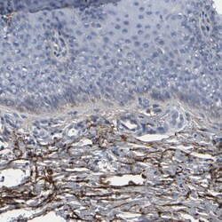 Versican Antibody, Novus Biologicals 0.1mL; Unlabeled:Antibodies, Polyclonal