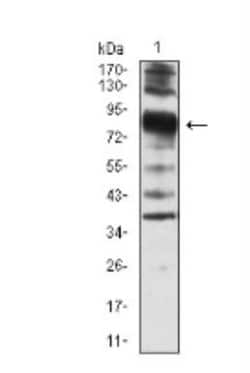 Villin 1 Antibody (3E5G11) - BSA Free, Novus Biologicals 0.1mg; Unlabeled:Antibodies,