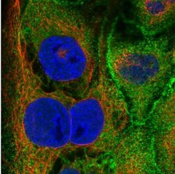 Villin 1 Antibody, Novus Biologicals:Antibodies:Primary Antibodies