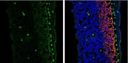 Vimentin Antibody (812), Novus Biologicals 0.1mL; Unlabeled:Antibodies,