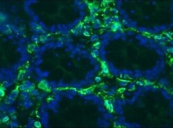 Vimentin Antibody (RV203) - BSA Free, Novus Biologicals 0.1mg; Unlabeled:Antibodies,