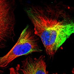 Vimentin Antibody, Novus Biologicals:Antibodies:Primary Antibodies
