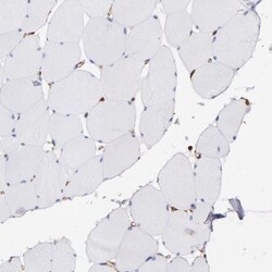Vimentin Antibody, Novus Biologicals:Antibodies:Primary Antibodies
