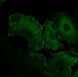 Vinculin Antibody (hVIN-1), Novus Biologicals 0.1mL; Unlabeled:Antibodies,