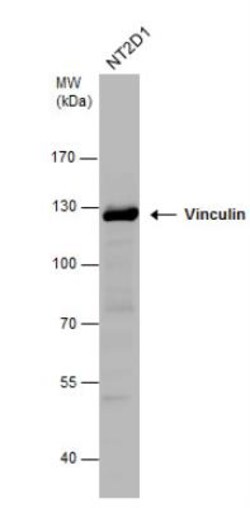Vinculin Antibody, Novus Biologicals 0.1mL; Unlabeled:Antibodies, Polyclonal