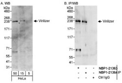 Virilizer Antibody, Novus Biologicals 0.1mg; Unlabeled:Antibodies, Polyclonal