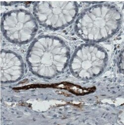 Von Willebrand Factor Antibody (CL1957), Novus Biologicals:Antibodies:Primary