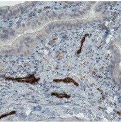 Von Willebrand Factor Antibody (CL1957), Novus Biologicals:Antibodies:Primary