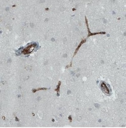 Von Willebrand Factor Antibody (CL1957), Novus Biologicals:Antibodies:Primary