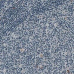 Von Willebrand Factor Antibody (CL1957), Novus Biologicals:Antibodies:Primary