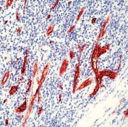 Von Willebrand Factor Antibody, Novus Biologicals 0.1mL; Unlabeled:Antibodies,