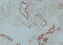 Von Willebrand Factor Antibody, Novus Biologicals 0.1mL; Unlabeled:Antibodies,