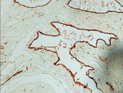 Von Willebrand Factor Antibody, Novus Biologicals 0.1mL; Unlabeled:Antibodies,
