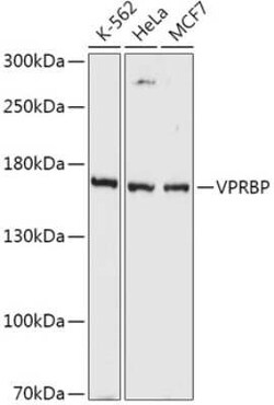 VprBP Rabbit anti-Human, Polyclonal, Novus Biologicals 20 &mu;g | Buy Online | Novus Biologicals | Fisher Scientific