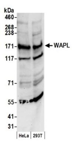 WAPL Antibody, Novus Biologicals 0.1mg; Unlabeled:Antibodies, Polyclonal