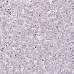 WASF2 Antibody, Novus Biologicals:Antibodies:Primary Antibodies