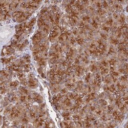 WBP11 Antibody, Novus Biologicals 0.1mL; Unlabeled:Antibodies, Polyclonal