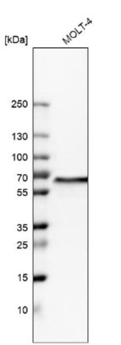 WDR1 Antibody, Novus Biologicals:Antibodies:Primary Antibodies