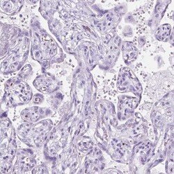 WDR16 Antibody, Novus Biologicals 0.1mL; Unlabeled:Antibodies, Polyclonal
