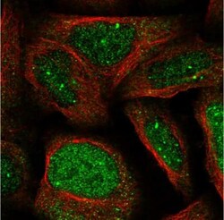 WDR19 Antibody, Novus Biologicals 0.1mL; Unlabeled:Antibodies, Polyclonal