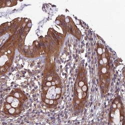 WDR24 Antibody, Novus Biologicals 25 &mu;L; Unlabeled:Antibodies, Polyclonal