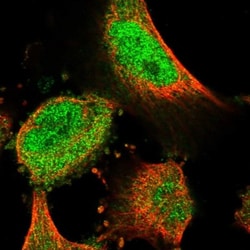 WDR26 Antibody, Novus Biologicals 0.1mL; Unlabeled:Antibodies, Polyclonal