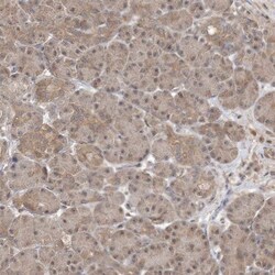 WDR26 Antibody, Novus Biologicals 0.1mL; Unlabeled:Antibodies, Polyclonal