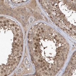 WDR26 Antibody, Novus Biologicals 0.1mL; Unlabeled:Antibodies, Polyclonal