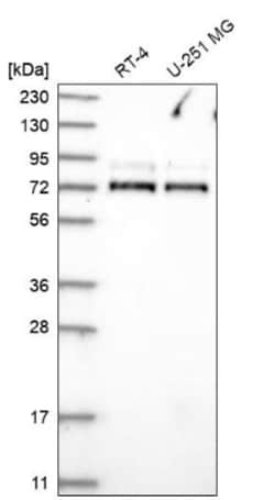 WDR26 Antibody, Novus Biologicals 0.1mL; Unlabeled:Antibodies, Polyclonal
