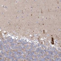 WDR27 Antibody, Novus Biologicals:Antibodies:Primary Antibodies