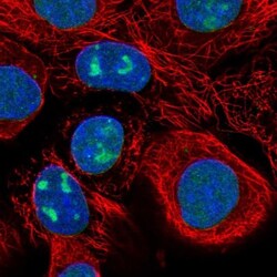 WDR3 Antibody, Novus Biologicals 0.1mL; Unlabeled:Antibodies, Polyclonal