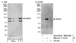 WDR3 Antibody, Novus Biologicals 0.1mL; Unlabeled:Antibodies, Polyclonal