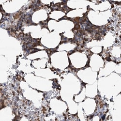 WDR36 Antibody, Novus Biologicals 0.1mL; Unlabeled:Antibodies, Polyclonal