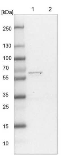 WDR37 Antibody, Novus Biologicals 0.1mL; Unlabeled:Antibodies, Polyclonal